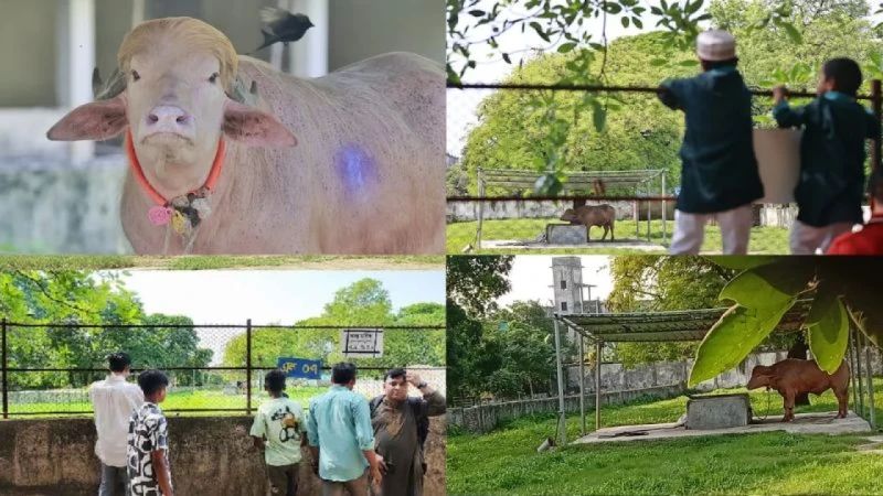 ‘ডোনাল্ড ট্রাম্পকে’ দেখতে চিড়িয়াখানায় ভিড়