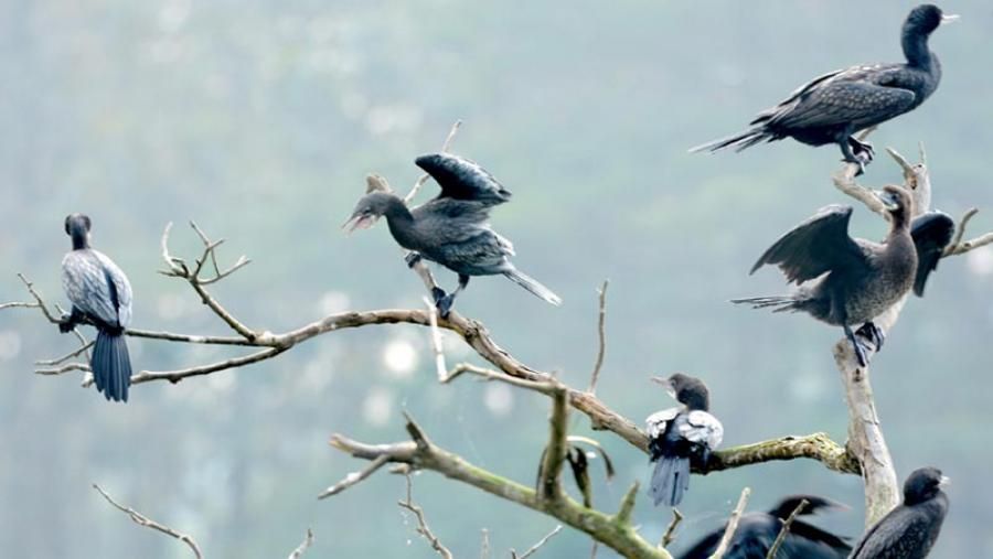 নিরাপদ থাকুক পরিযায়ী পাখির আবাস