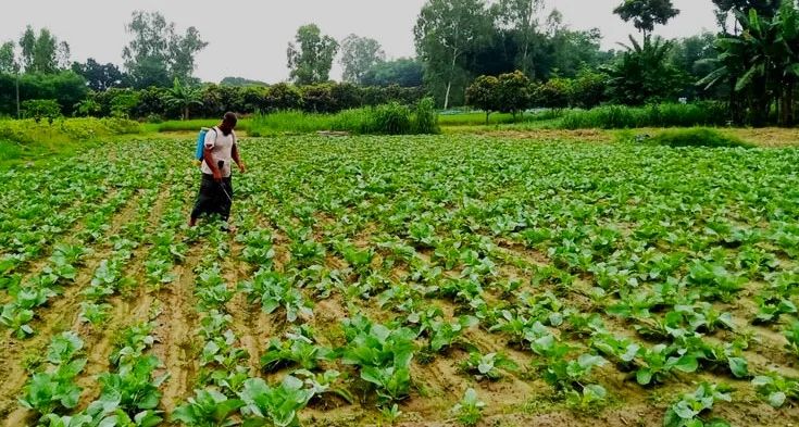 উত্তরে আগাম শীতকালীন সবজি চাষে স্বপ্ন বুনছেন কৃষকরা