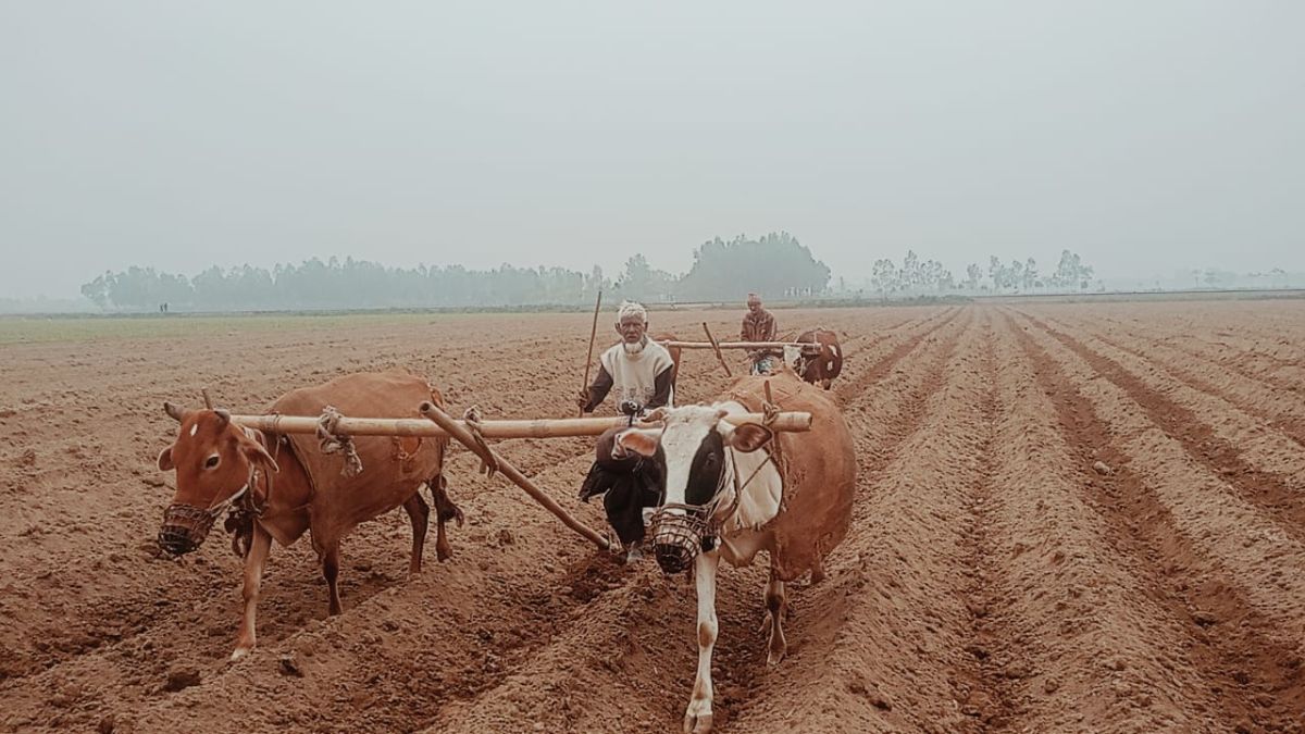 ঠাকুরগাঁওয়ে হারিয়ে যাচ্ছে ঐতিহ্যবাহী গরুর হাল