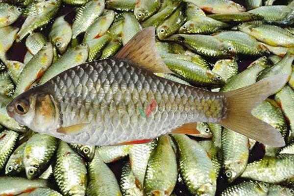 দেশি মাছে ‘আগুন’, সাধ্যের বাইরে চাষের মাছও
