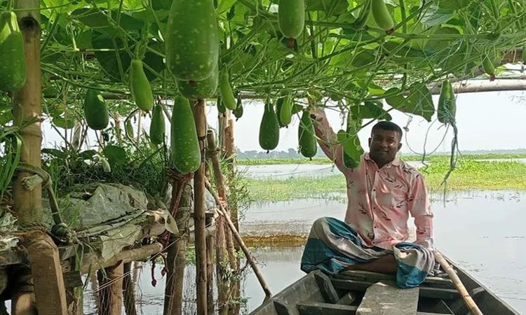 ব্রাহ্মণবাড়িয়ায় জলাবদ্ধ জমিতে ভাসমান সবজি চাষে কৃষকের ভাগ্য বদল
