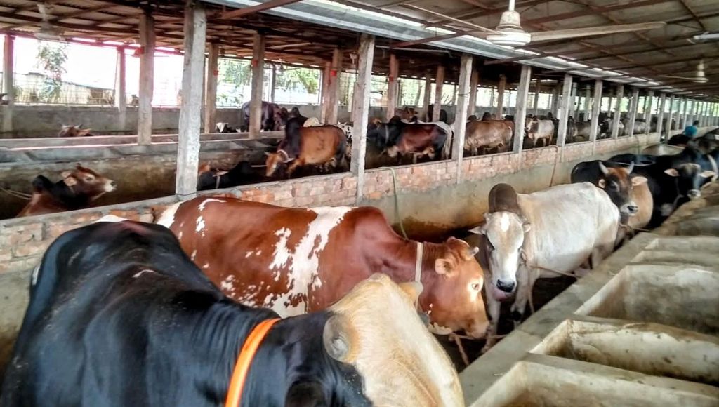 কোরবানির ঈদ ঘিরে খামারিদের স্বপ্ন