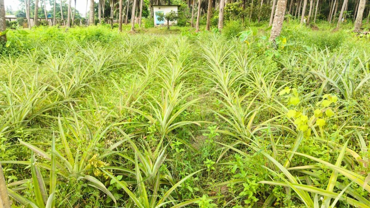 এমডি-২ আনারস চাষে নতুন সাফল্য