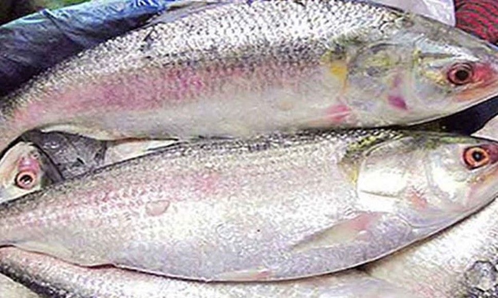ভরা মৌসুমেও নাগালের বাইরে ইলিশ