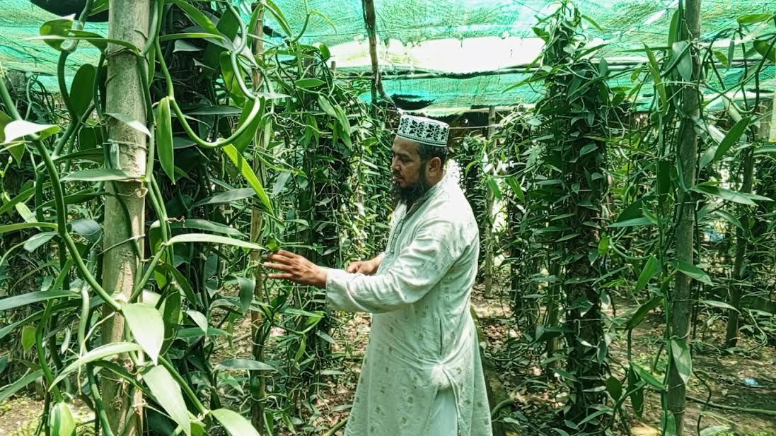 ভ্যানিলাসহ সমন্বিত কৃষি খামার করে সফল বেগমপুরের হুমায়ুন