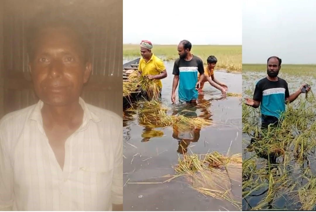 হাওরে অকাল বন্যা: পাকা ধান তলিয়ে চরম ক্ষতিতে হাজারো কৃষক