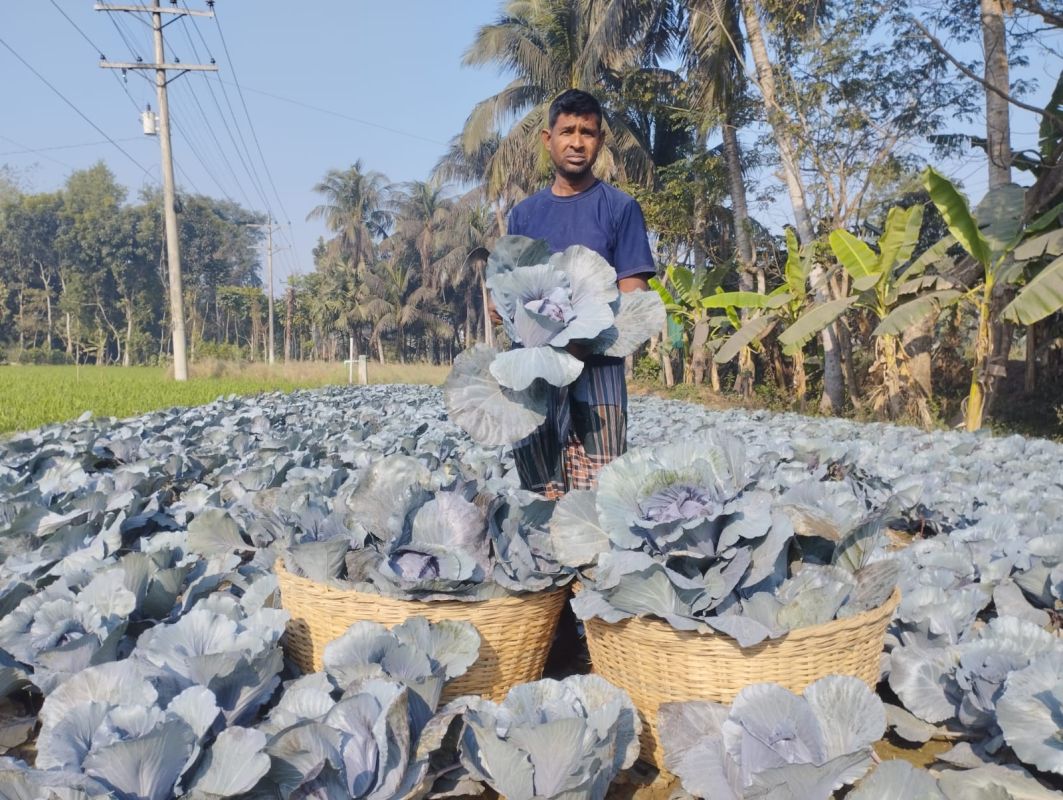 ডুমুরিয়ায় রঙিন বাঁধাকপি- ফুলকপি চাষে সাফল্য