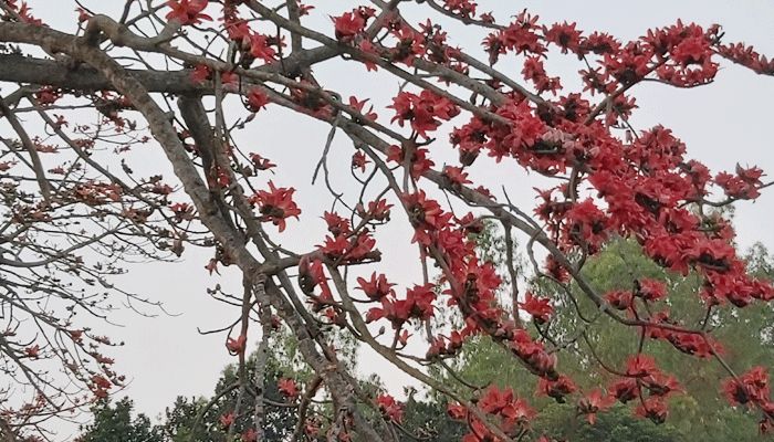 শিমুল ফুলের অপরূপ সাজে সেজেছে সিরাজগঞ্জের প্রকৃতি