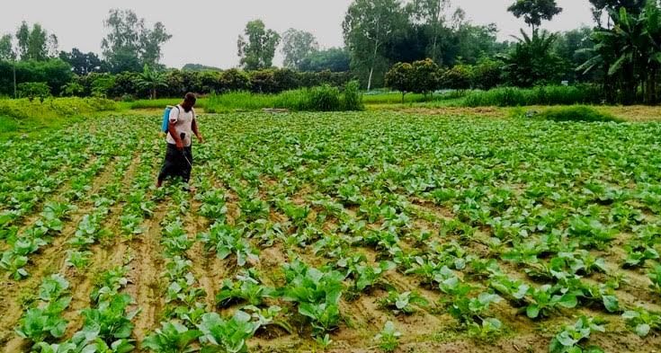 আগাম শীতকালীন সবজি চাষে ব্যস্ত উত্তরের কৃষকরা