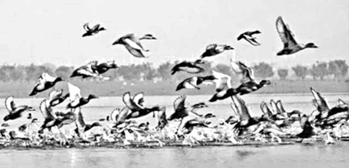 চলনবিলে অতিথি পাখির কিচিরমিচিরে মুখরিত