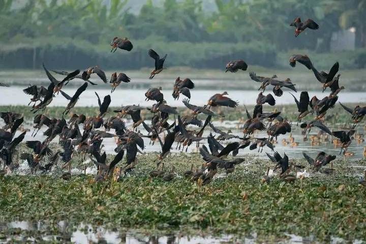 শিকারীদের দৌরাত্ম্যে অভয়ারণ্য ছাড়ছে অতিথি পাখি