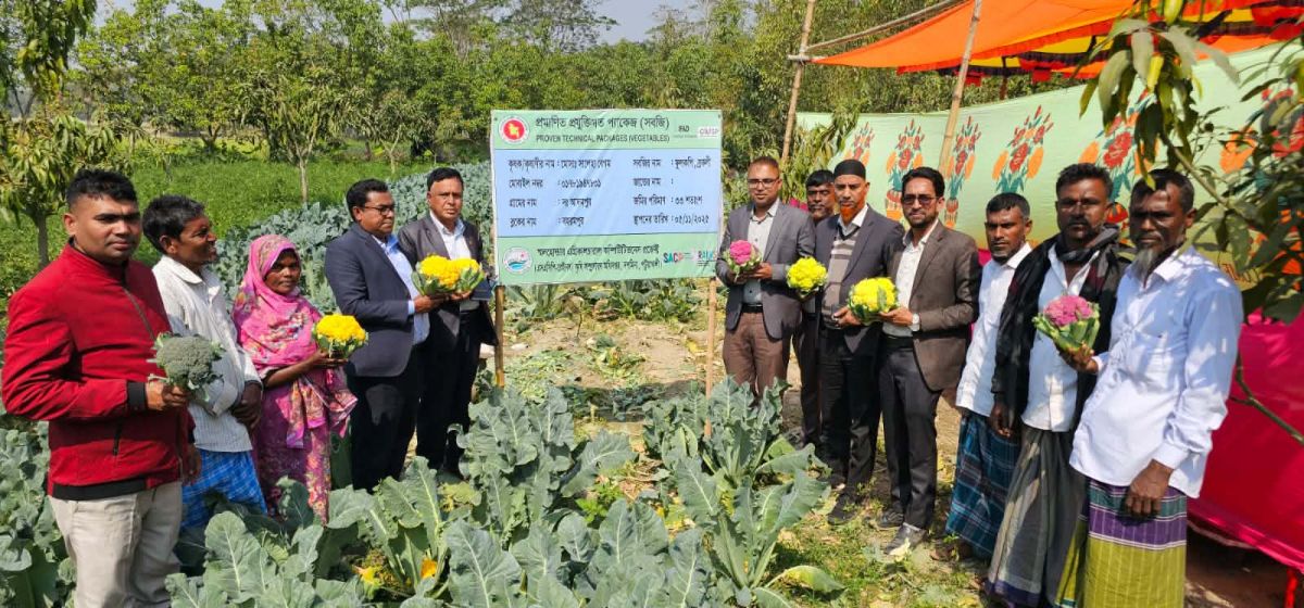 দশমিনায় উপকূলে রঙিন ফুলকপি ও ব্রকলি চাষে সাড়া