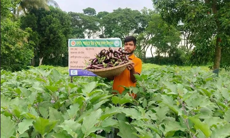 মালচিং পদ্ধতিতে বেগুন চাষে সফল কৃষক মাঈন উদ্দিন
