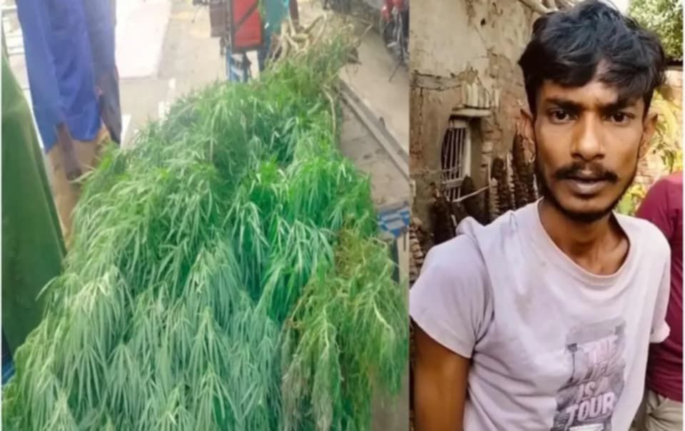 নওগাঁয় বসতবাড়িতে গাঁজা চাষ, ৬টি গাঁজার গাছসহ যুবক আটক