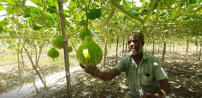 বরেন্দ্র অঞ্চলের কৃষকদের মাঝে নতুন আশার সঞ্চার করেছে আগাম সবজি চাষ