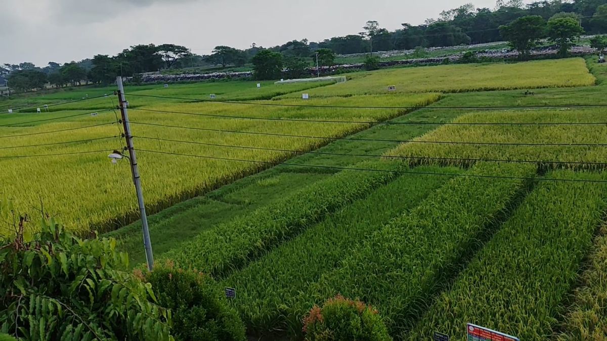 সুনামগঞ্জে কৃষির সম্প্রসারণে ধান উদ্ভাবনে কাজ করছে ‘বিনা’