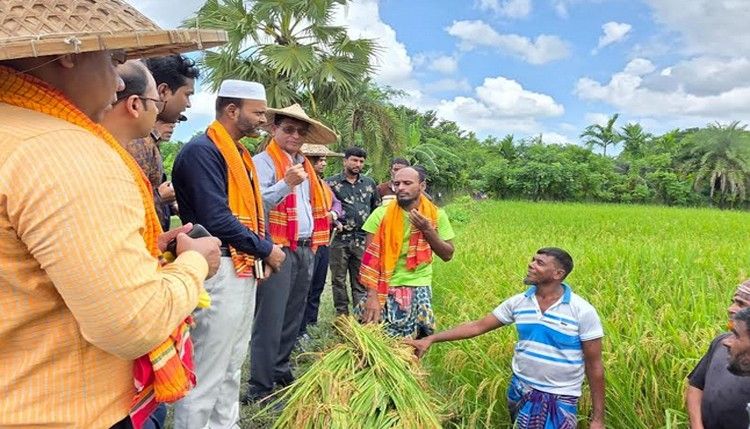 আগাম বৃষ্টিতে বাগেরহাটে আউশের ব্যাপক ফলন