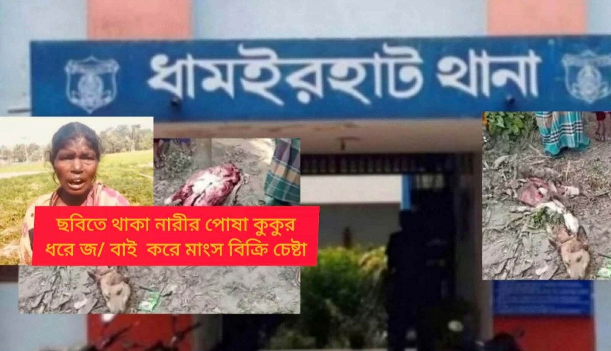 নওগাঁয় খাসির মাংস বলে কুকুরের মাংস বিক্রি