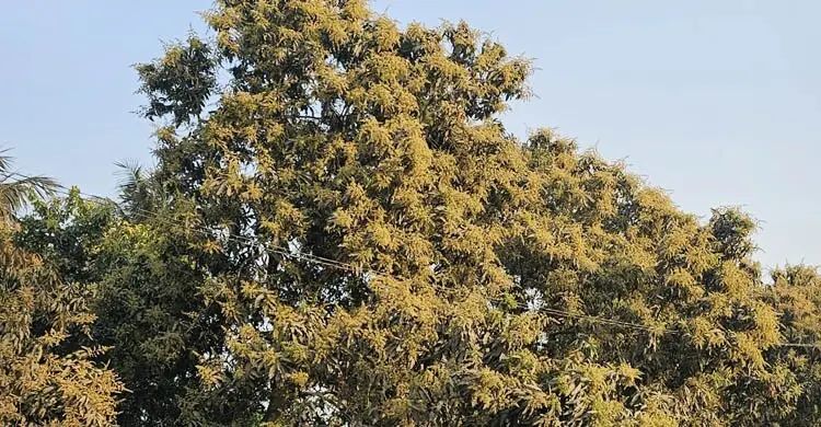 মেহেরপুরে আমের গুটিতে ভরে গেছে গাছ