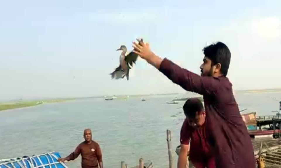 নওগাঁয় মুক্ত আকাশে উড়াল দিলো ৬টি বালি হাঁস