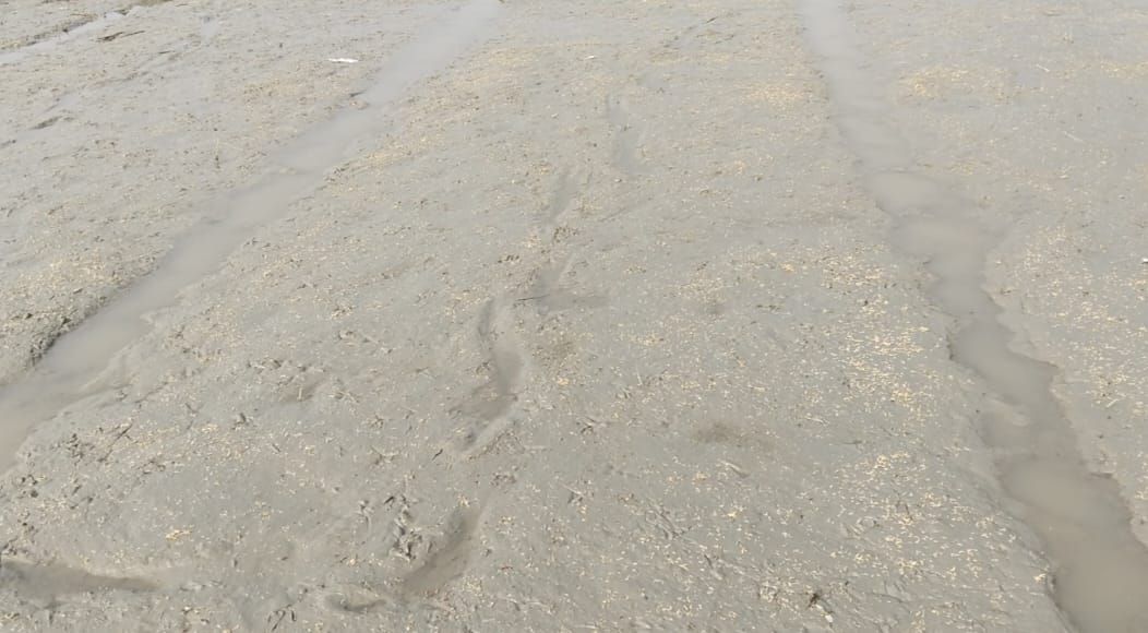 মান্দায় পূর্ব শত্রুতার জেরে বোরো ধানের বীজতলা নষ্টের অভিযোগ