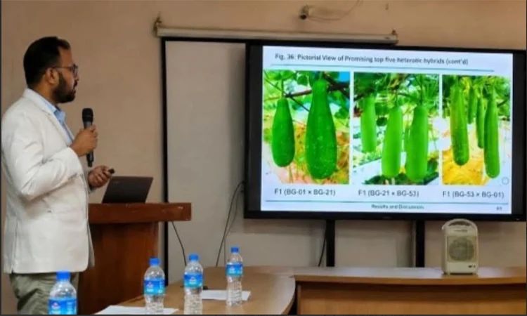 হাবিপ্রবি’র গবেষণায় তাপসহনশীল হাইব্রিড লাউ উদ্ভাবন