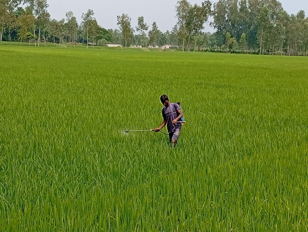 লালমনিরহাটে -আমন খেতে কীটনাশক ছিটাচ্ছেন কৃষক