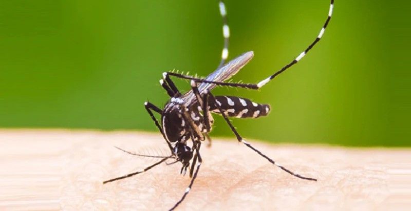 ডেঙ্গুতে এক দিনে ৫ জনের মৃত্যু