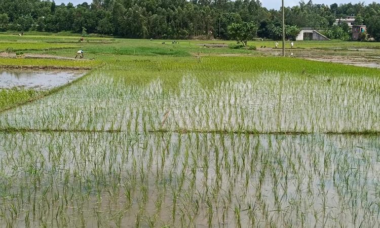 চট্টগ্রামে বন্যার ধকল কাটিয়ে ‘আমন রোপার উৎসব’