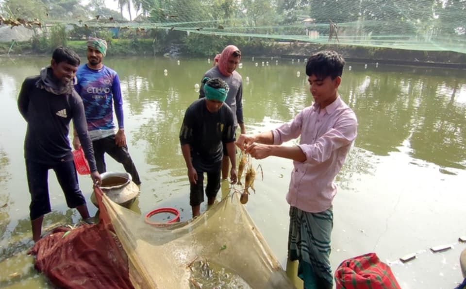 নওগাঁয় মিশ্র পদ্ধতিতে  পুকুরে  চাষ করা হচ্ছে গলদা চিংড়ি