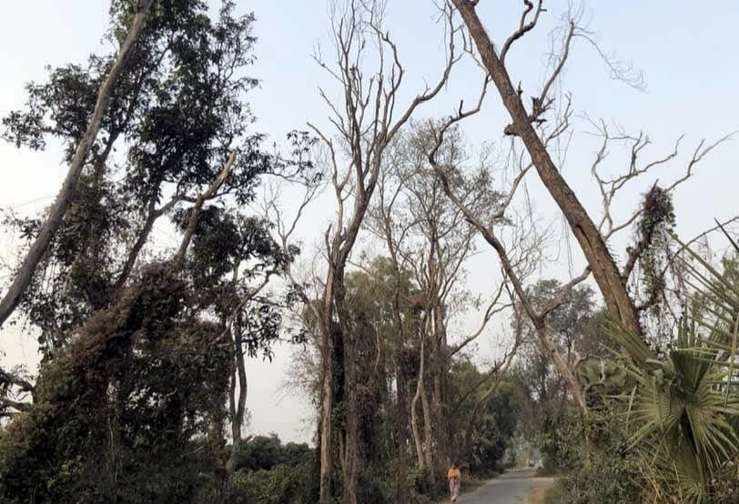সাপাহারে রাস্তার দু' পাশে রোপণকৃত গাছ যেন মৃত্যুর ফাঁদ