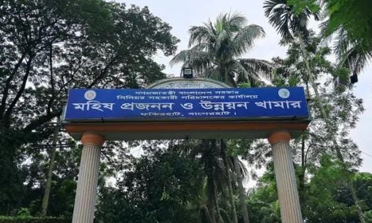 দেশের একমাত্র সরকারি মহিষ প্রজনন খামারে দক্ষ জনবলের ঘাটতি