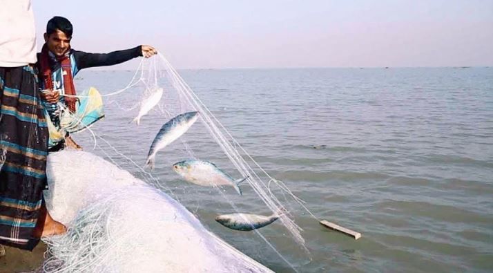 ভোলায় জেলেদের জালে ধরা পড়ছে রুপালি ইলিশ
