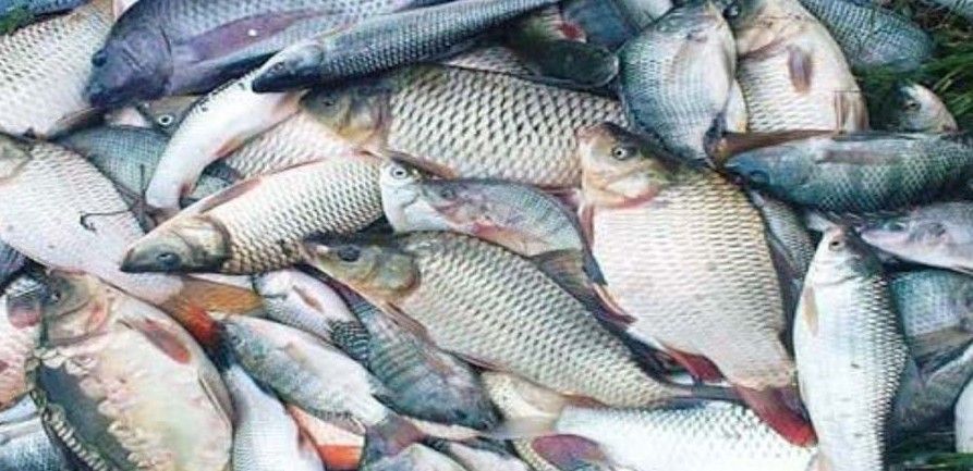 মাছ উৎপাদনে দ্বিতীয়  বাংলাদেশ