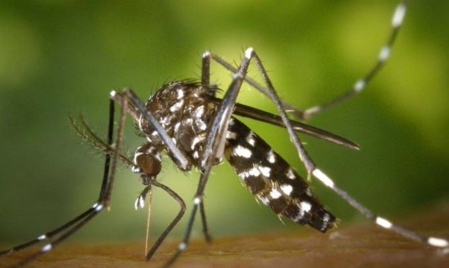 শঙ্কা বাড়াচ্ছে ডেঙ্গুতে মৃত্যু