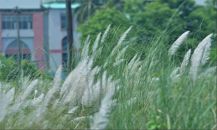 কংক্রিটের শহরে শরৎ—কাশফুলের মায়ায় মজেছে চট্টগ্রামবাসী