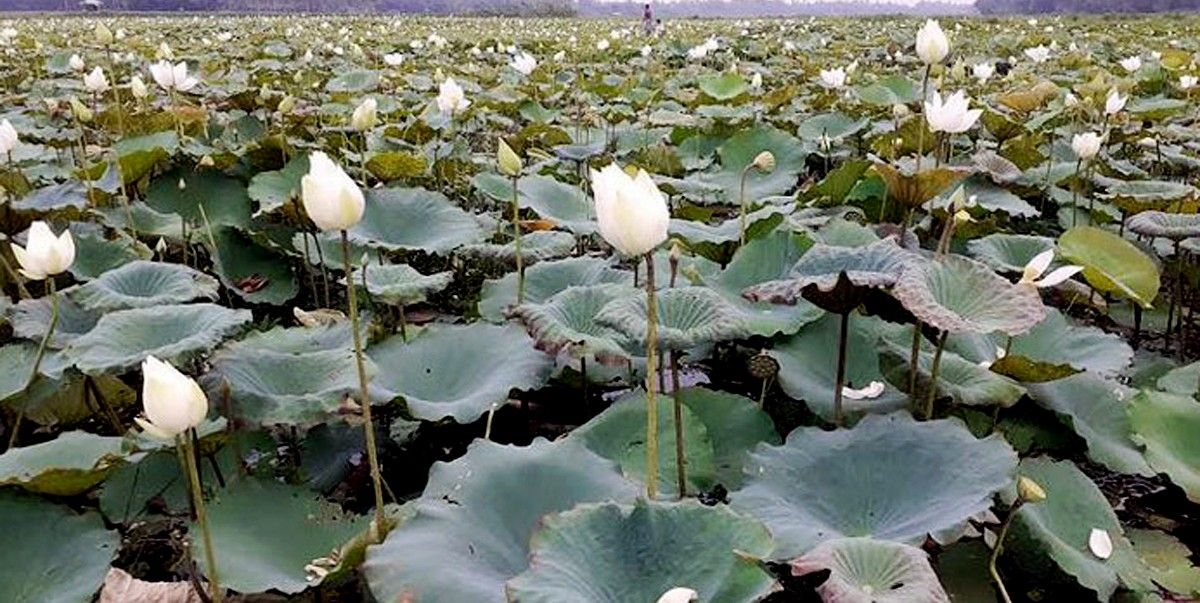 দিনাজপুরে সাদা শাপলার অপরূপ সৌন্দর্যে মুগ্ধ