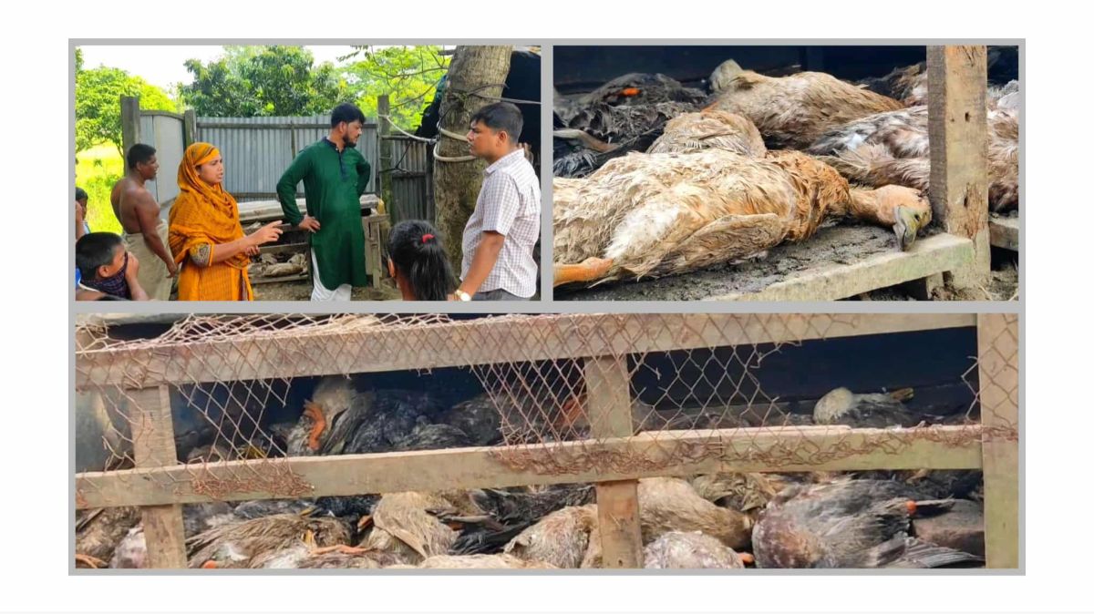 গজারিয়ায় দুর্বৃত্তের ছিটানো বিষপানে ৫৪ হাঁসের প্রাণনাশ