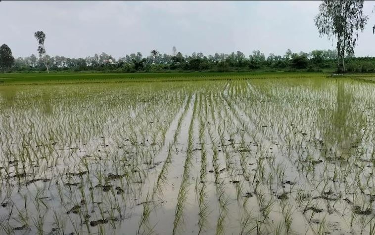 আমন ধান রোপণে ব্যস্ত নাটোরের কৃষকরা