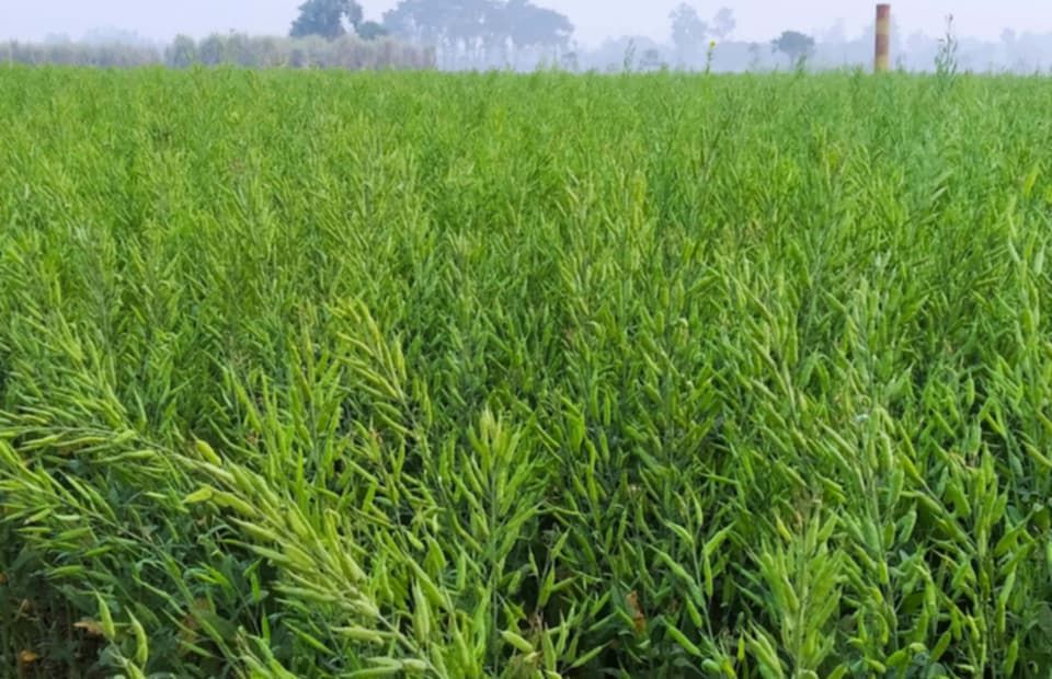 নওগাঁয় নির্বিঘ্নে চাষাবাদে সারের ঘাটতি নেই
