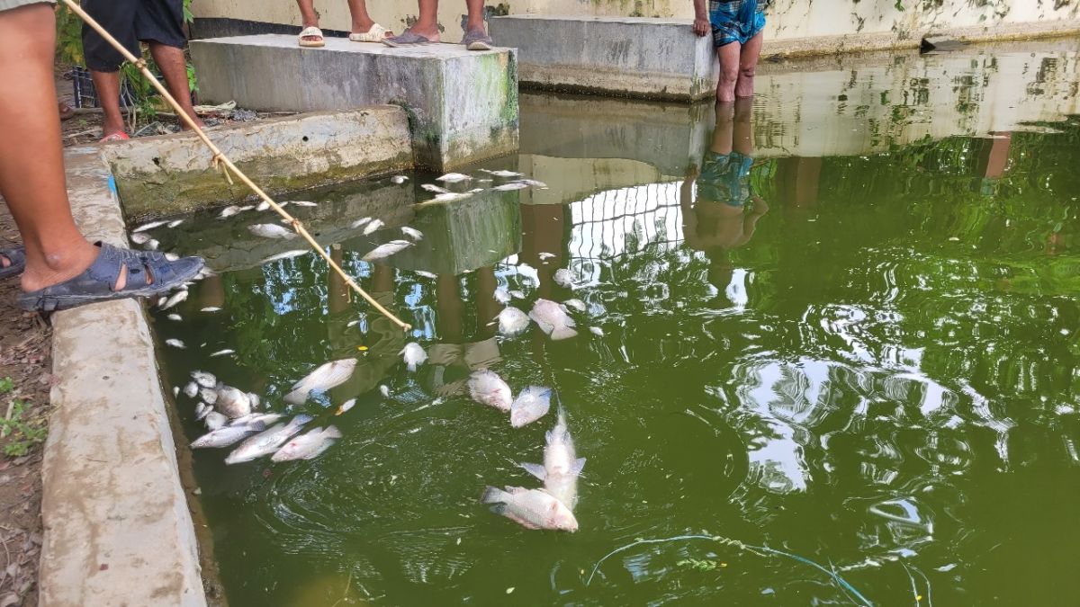 কুমিল্লায় পুকুরে বিষ প্রয়োগে ৭ লাখ টাকার মাছ নিধন