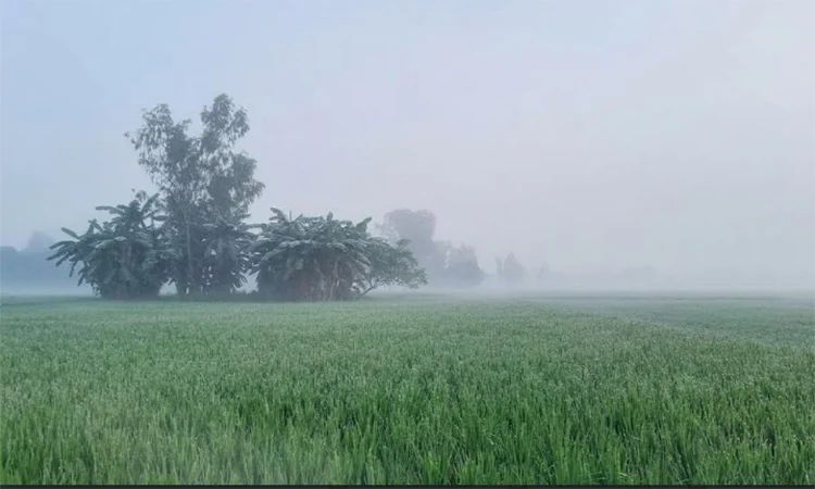 লালমনিরহাটে শিশির ভেজা সকালের স্নিগ্ধতায় শীতের আগমনী বার্তা