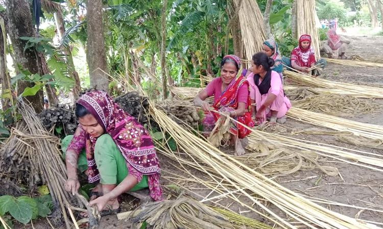 বরিশালে উন্নত জাতের পাট চাষে এসেছে ব্যাপক সাফল্য