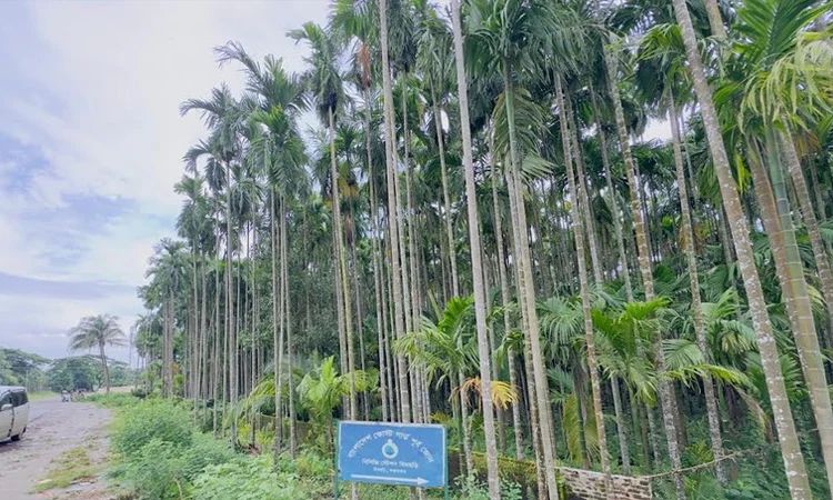 ইনানী-হিমছড়ির রূপের পালক ‘সব গাছ ছাড়িয়ে, উঁকি মারে আকাশে !’