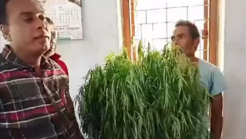 নওগাঁয় মরিচের সাথে গাঁজা চাষ,একজন আটক