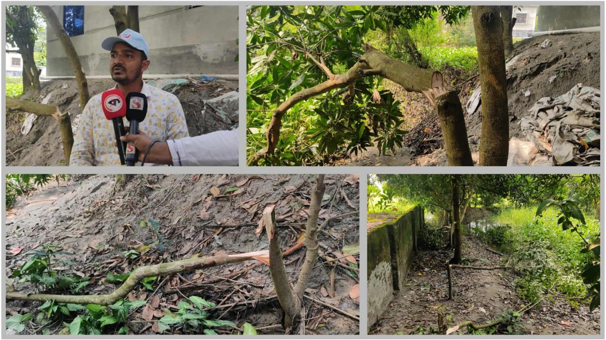গজারিয়ায় রাতের আধারে দুবৃর্ত্তের হানায় বৃক্ষ কর্তন