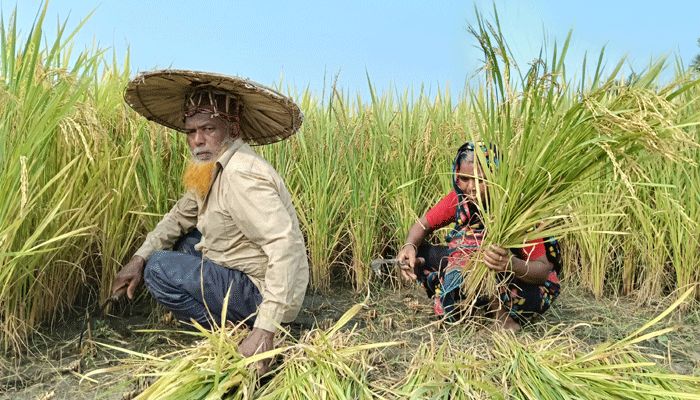 আউশ কেটে সরিষা আবাদে ব্যস্ত চাষী