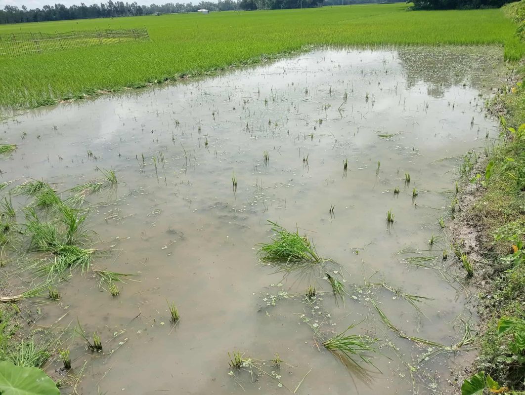 বকশীগঞ্জে রোপা আমন  ধান বিনষ্টের অভিযোগ