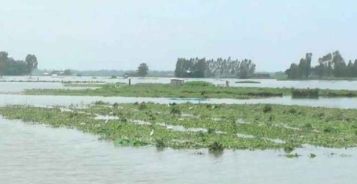 কুড়িগ্রামে নদ-নদীর পানি বৃদ্ধি, শঙ্কায় কৃষকরা
